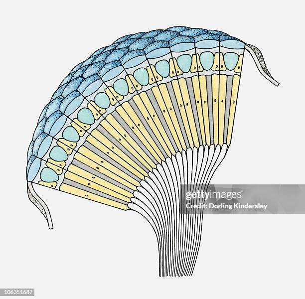 cross section illustration through insect eye - facettenauge stock-grafiken, -clipart, -cartoons und -symbole