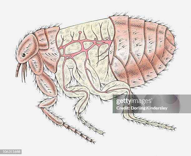 illustration of cat flea (ctenocephalides felis) with cross section showing main arteries - fles stock illustrations