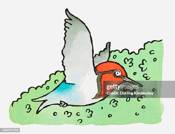 illustration of bee hummingbird (mellisuga helenae), red-headed bird in flight - mellisuga helenae stock illustrations