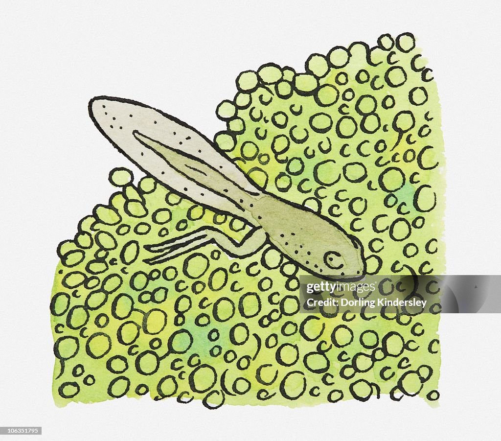 Illustration of green tadpole blending in with frogspawn