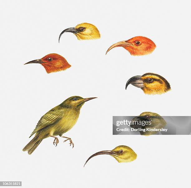 series of illustrations of akaipolaau, liwi, maui parrotbill, apapane, kona, honeycreeper, kauai akialoa showing types of beak - kona stock illustrations