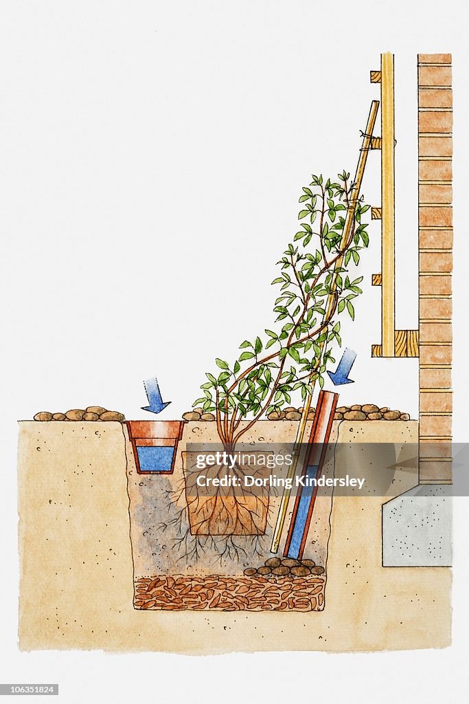 Illustration showing how to plant climbers by brick wall wall with plastic pipe and small plant pot to provide moisture and water to roots