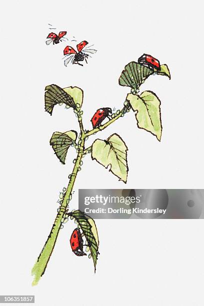 illustration of ladybirds (coccinella septempunctata) crawling on stem and leaves of plant and in flight - seven spot ladybird stock illustrations