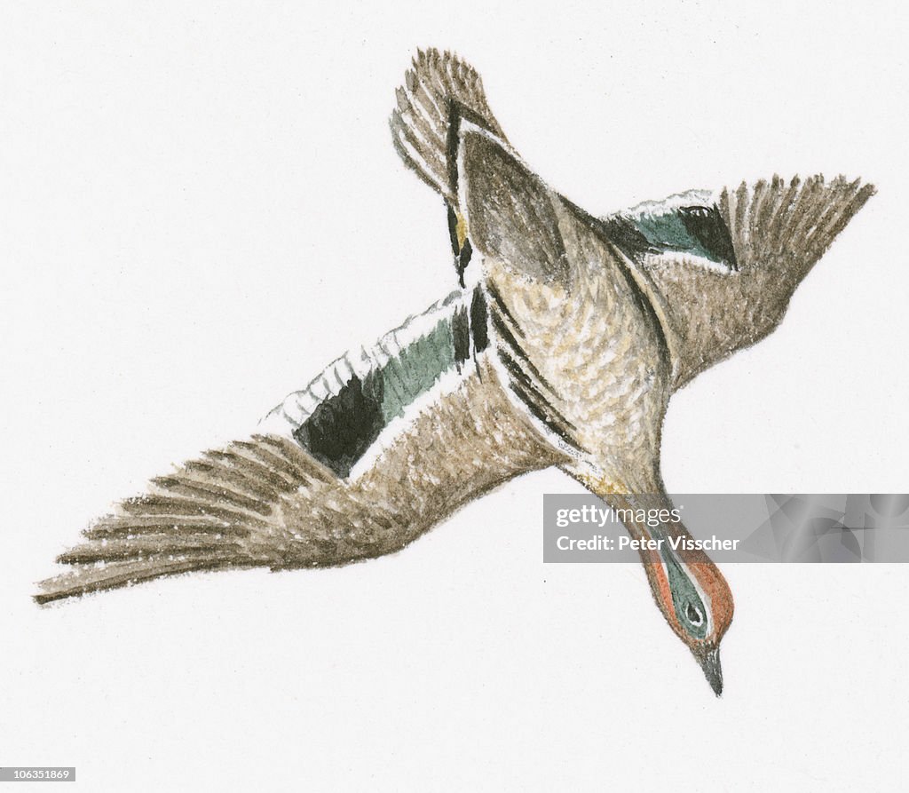 Illustration of Common Teal (Anas crecca) diving through air
