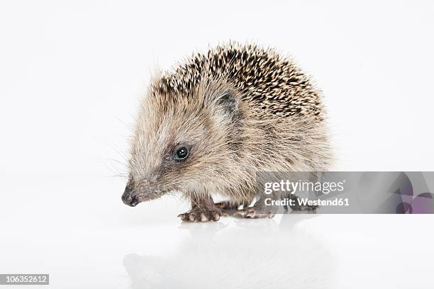 hedgehog on white background - igel stock-fotos und bilder