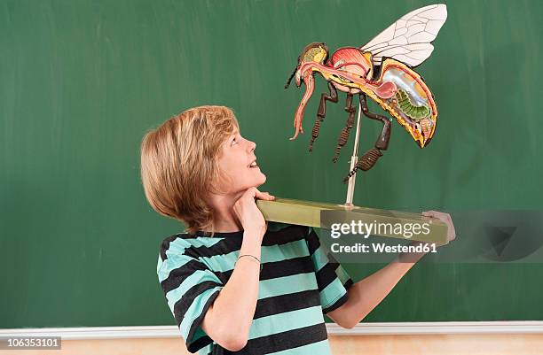 germany, emmering, boy(12-13) holding and looking at fly model, smiling - one boy stock pictures, royalty-free photos & images