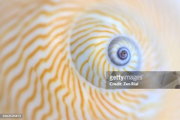 natica lineata or moon snail macro shows natural patterns and markings - conchiglia foto e immagini stock