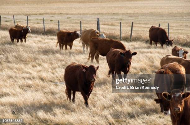 cattle walking towrads camera - alberta ranch landscape stock-fotos und bilder