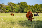 Commercial beef cows in pasture