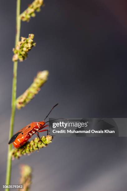 Firebug Insect Photos and Premium High Res Pictures - Getty Images