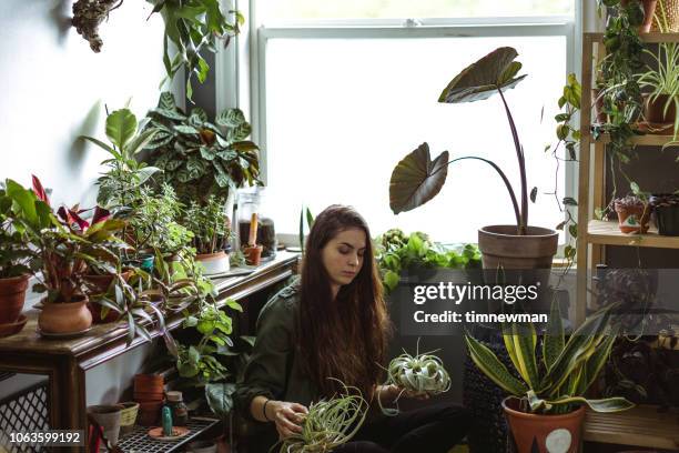 young adult woman at home watering indoor house plants - hanging basket stock pictures, royalty-free photos & images