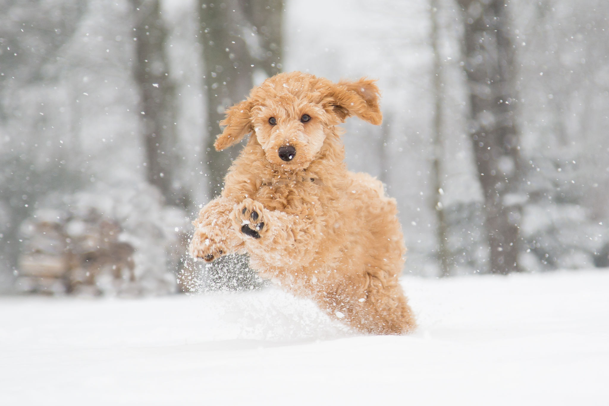 winter schnee