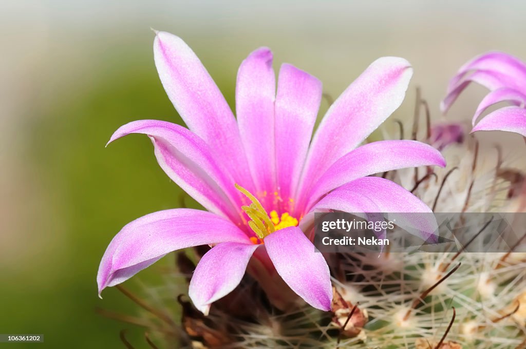 Beautiful flowering cactus (Mamillaria insularis).