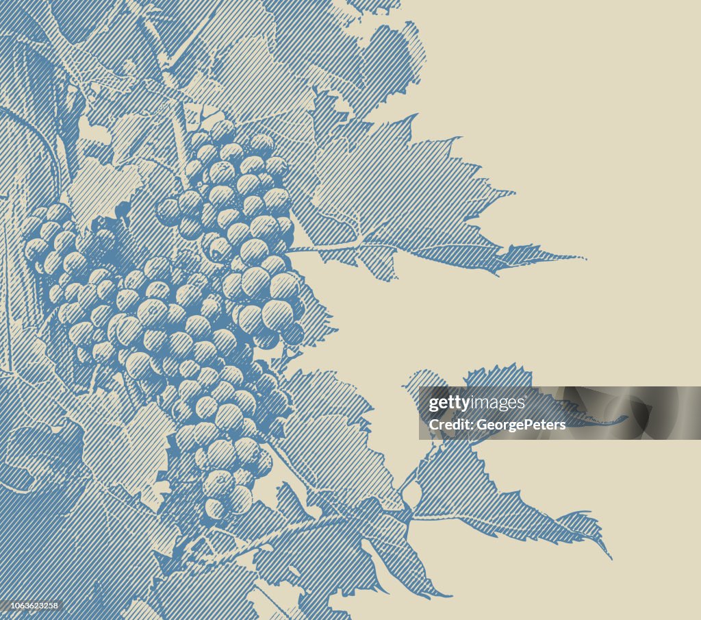 Weingut Wein-Trauben und Reben