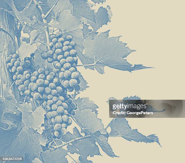 vineyard wine grapes and vines - illustration technique stock illustrations