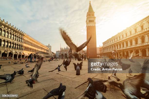 piazza san marco with the basilica of saint mark and the bell tower in venice, italy. - columbiformes stockfoto's en -beelden