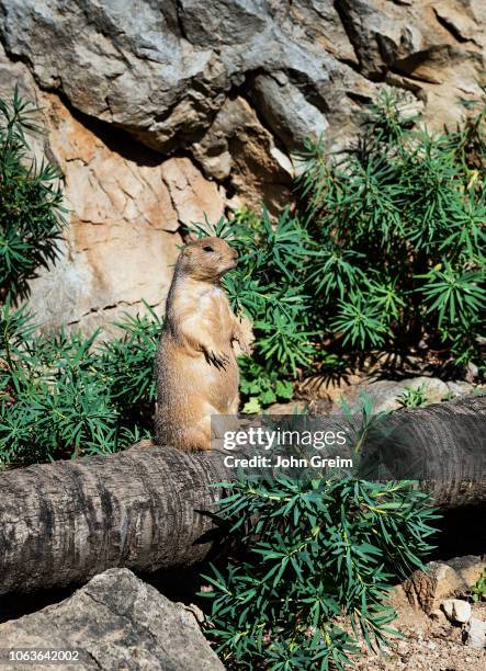 Portrait of a gofer in the standing position.