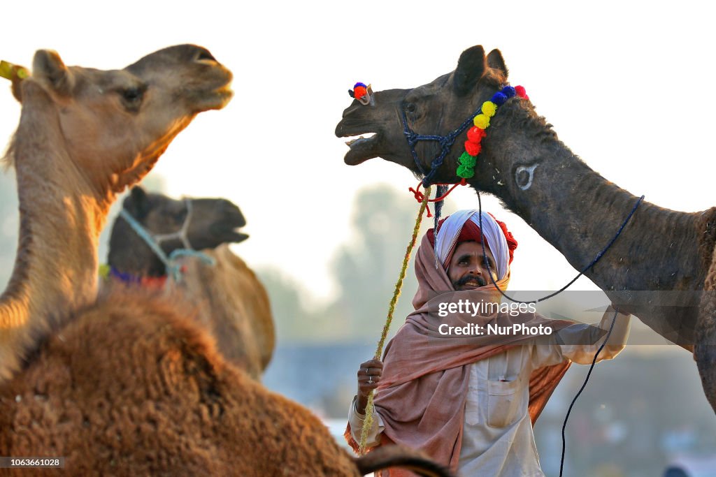 Camel Fair 2018 In Pushkar