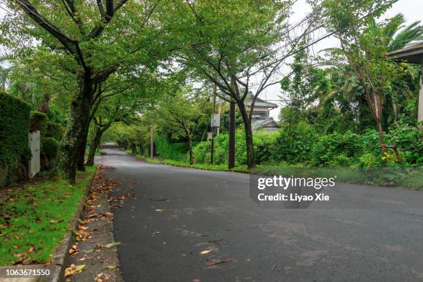 empty road - autumnal forest trees japan fotografías e imágenes de stock