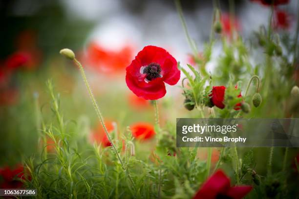 poppies for remembrance day australia - remembrance sunday stock pictures, royalty-free photos & images