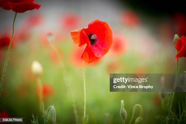 poppies for remembrance day australia - dia anzac - fotografias e filmes do acervo