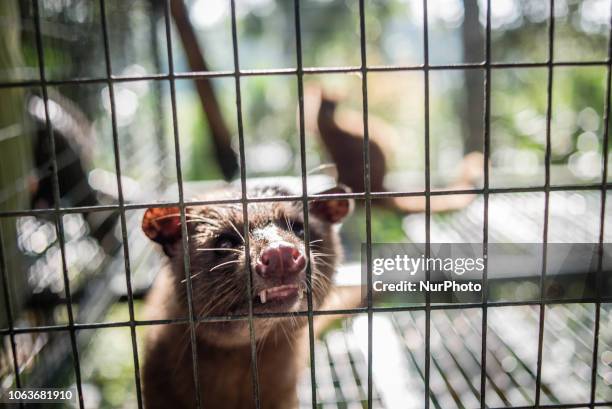 An Asian palm civet in a cage at Kopi luwak farm and plantation in Ubud District, Bali, Indonesia, on November 20, 2018. Kopi luwak is coffee that...