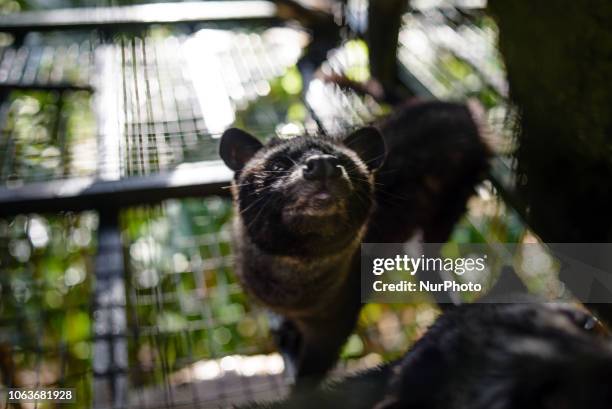An Asian palm civet in a cage at Kopi luwak farm and plantation in Ubud District, Bali, Indonesia, on November 20, 2018. Kopi luwak is coffee that...