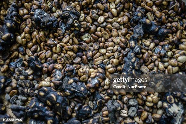 Beans collected from the excrement of civets at Kopi luwak farm and plantation with a civet in a cage on the background in Ubud District, Bali,...