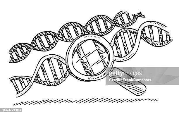 Genescience Drawing Double Helix Gene Dna Drawing High Res Illustrations - Getty Images