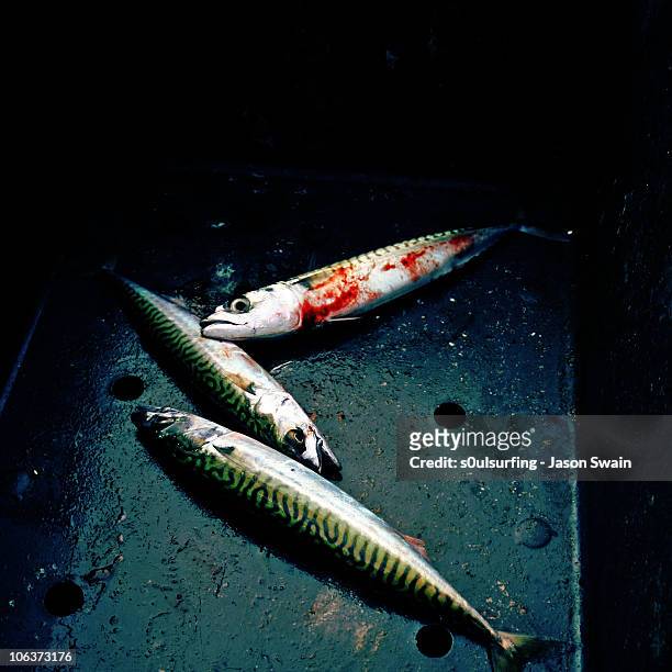 fishing for mackerel - s0ulsurfing stock pictures, royalty-free photos & images