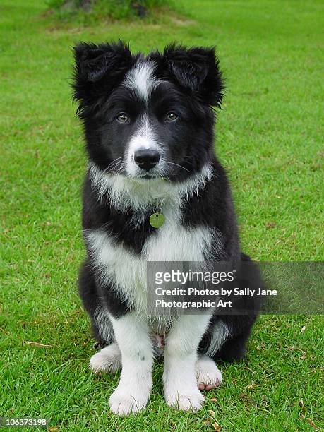 collie puppy dog - wilmington - east sussex imagens e fotografias de stock