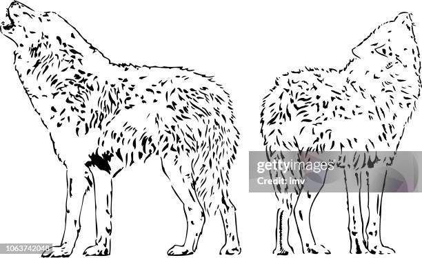 eurasian wolfs howling - gray wolf stock illustrations