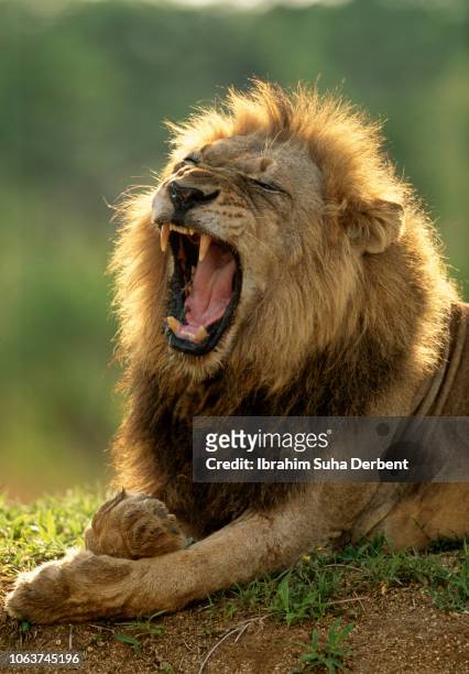adult male lion is roaring - lion roar fotografías e imágenes de stock