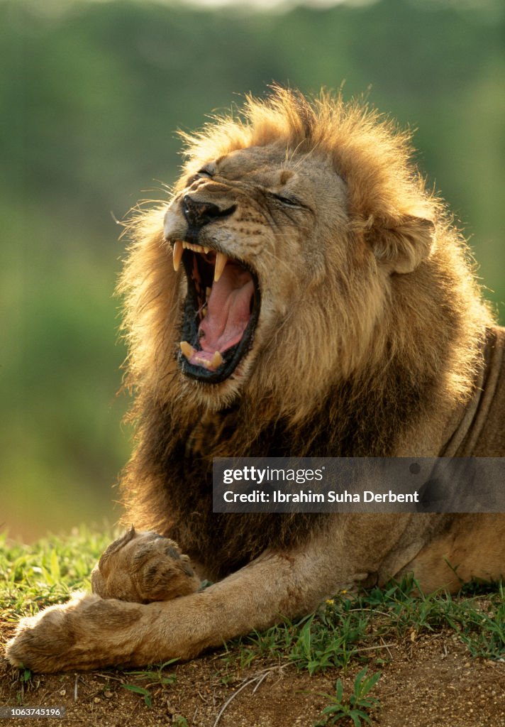 Adult male lion is roaring