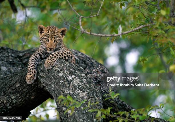 infant leopard looking to camera - leopard cub stock pictures, royalty-free photos & images