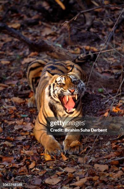 front shot of bengal tiger - tiger cub stock-fotos und bilder