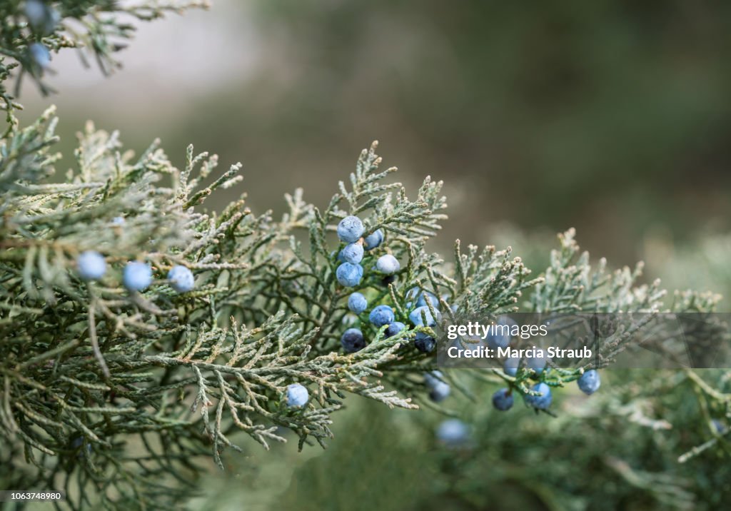 Nature and Wildlife Winter Juniper Blueberries