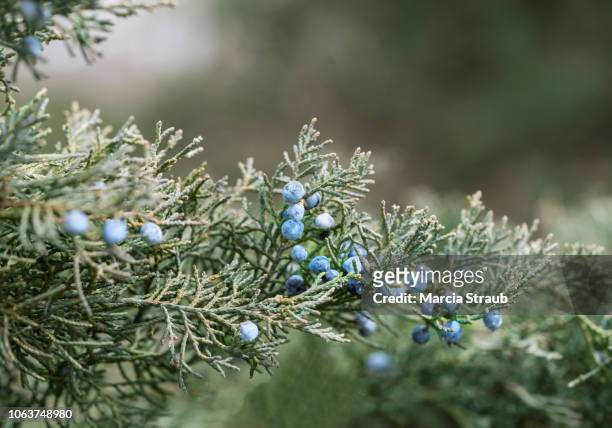 nature and wildlife winter juniper blueberries - juniper berries stock pictures, royalty-free photos & images