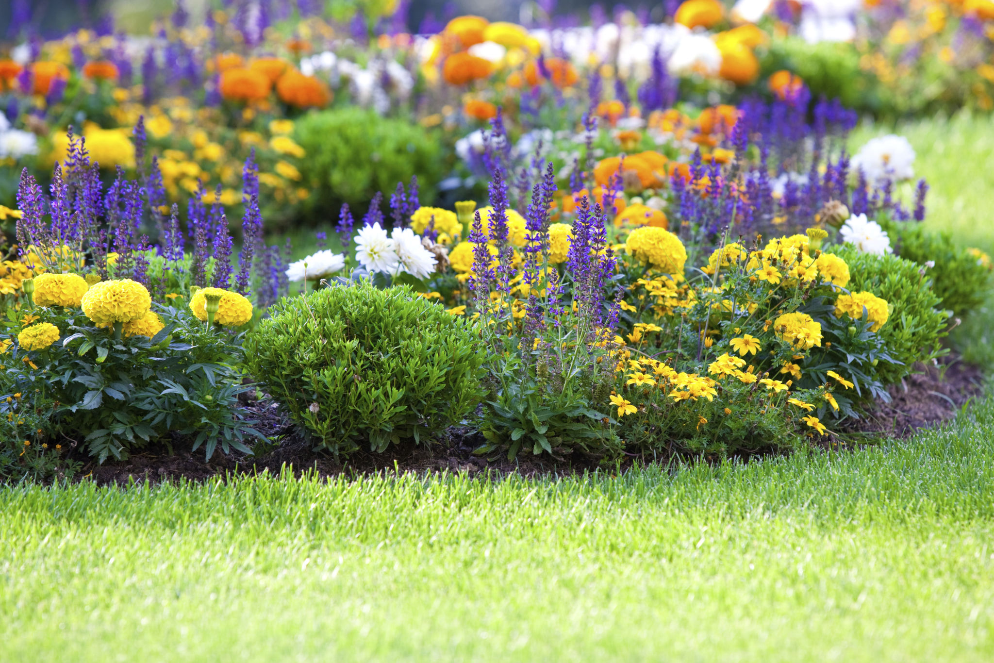 plant selection