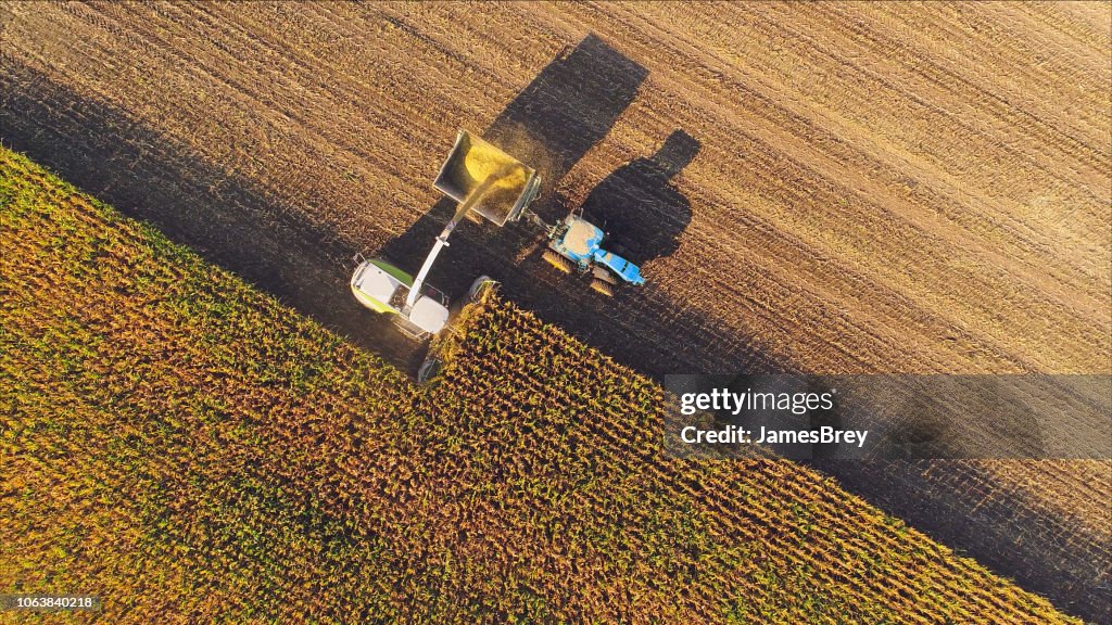 Máquinas agrícolas, colheita de milho, vista aérea.