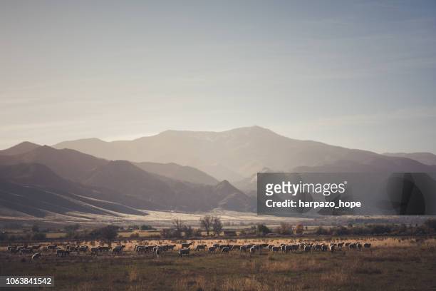flock of sheep in rural utah. - country western outside stockfoto's en -beelden
