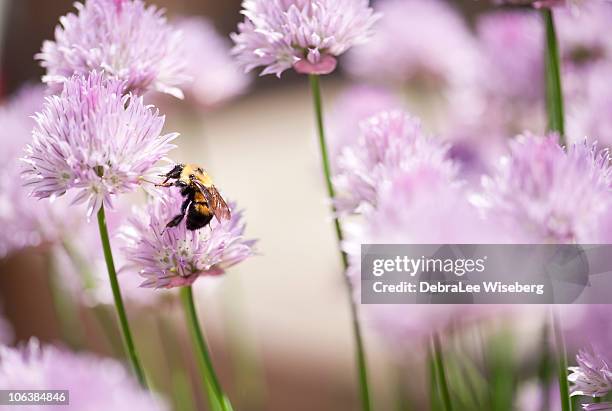 queen bee - queen bee stock pictures, royalty-free photos & images