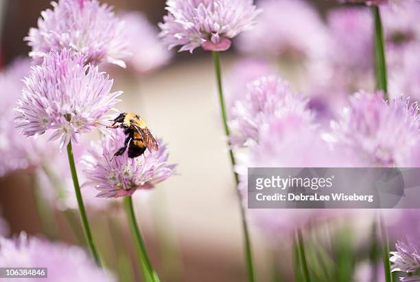 abelha-mestra - allium flower imagens e fotografias de stock