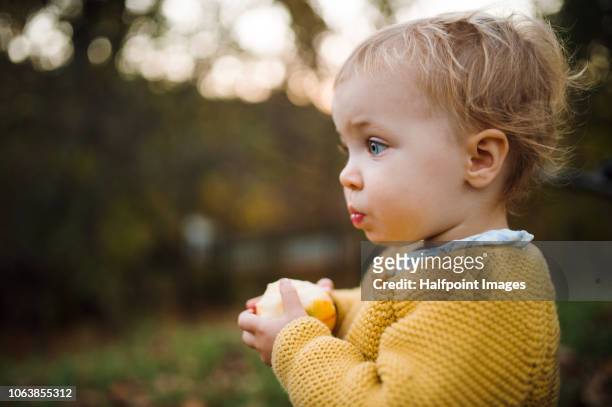 a close-up of toddler girl eating an apple outdoors in back yard in autumn. - kids play apple photos et images de collection
