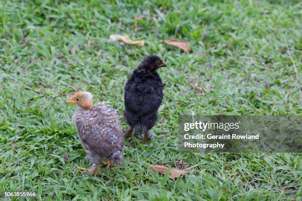 two birds, iquitos - national geographic amazon rainforest stock pictures, royalty-free photos & images