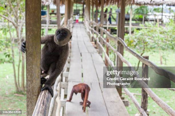 monkeys, iquitos, peru - national geographic amazon rainforest stock pictures, royalty-free photos & images