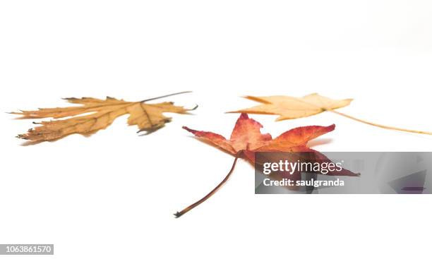 close-up of dried leaves in autumn against white - autumn leaves stock pictures, royalty-free photos & images