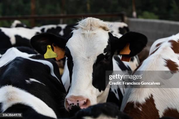 holstein friesian cattle in catalonia, spain - étiquette d'identification du bétail photos et images de collection