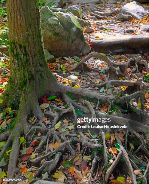 tree roots and fallen leaves on trillium gap trail, smoky mountains national park - roaring fork motor nature trail bildbanksfoton och bilder