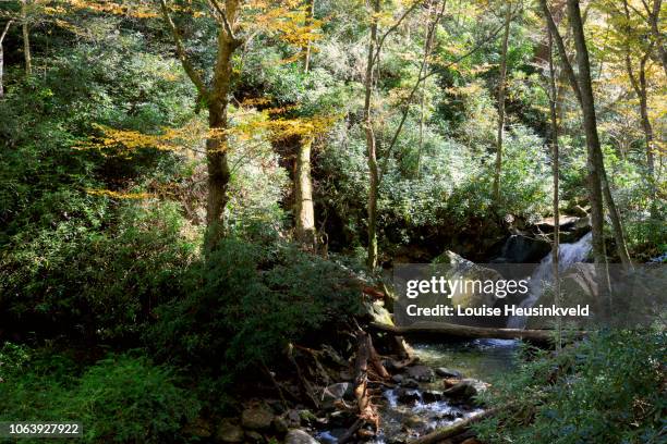 trillium gap trail in autumn, smoky mountains national park - roaring fork motor nature trail stock pictures, royalty-free photos & images